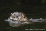 103387-450-southern-river-otter.jpg