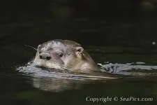 103387-450-southern-river-otter.webp