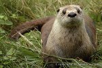 102719-450-North-American-river-otter.jpg