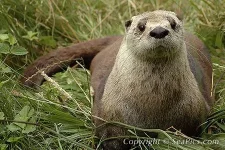 102719-450-North-American-river-otter.webp