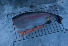 IMGP2725.webp