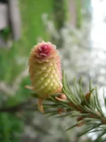 DSCN2896.webp