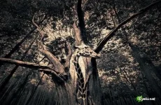 1206330580_4.webp