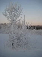 33.webp