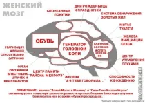 мозг.webp