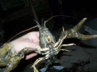 100_2717.webp