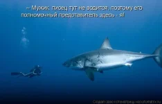 песец.webp