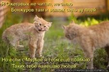 котики.webp