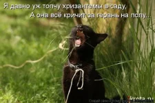 кот в цветах.webp