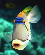 0_5b5ac_4eefcff4_L.webp