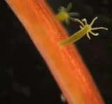 300px-Hydras_(8).webp