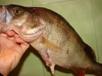 DSC03089.webp