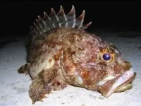 0_5dd7_40778b06_orig.webp