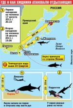 акулы.webp