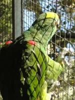 321.webp