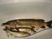 DSC03102.webp