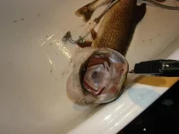 DSC03112.webp