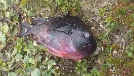 чо за рыба.webp