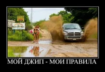 автокурьезы.webp