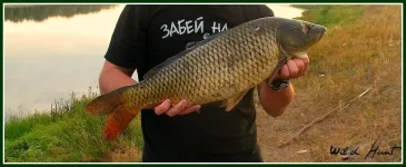 Сазан урга.webp