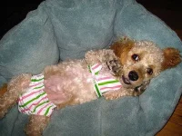 1309910655_dogs-1.webp