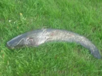 IMGP3095.webp