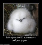 610491_tebe-hrenovo-i-vsyo-taki-s-dobryim-utrom.jpg