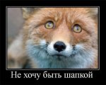 шапка.jpg