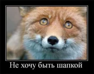 шапка.webp