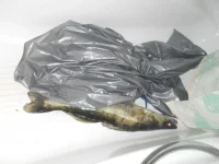 DSCN0937.webp