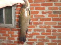 IMGP3211.webp