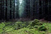 _MG_4501.webp