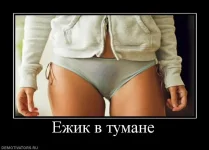 924651_ezhik-v-tumane.webp