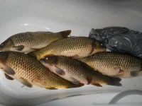 DSCN0945.webp
