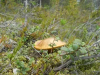 DSCN0960.webp