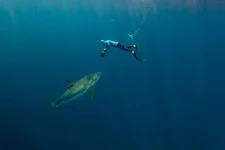 фри 3.webp
