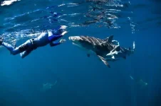 фри 4.webp