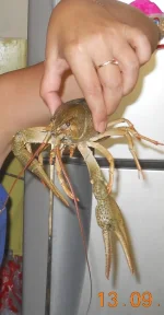 Раки_09.2011.webp