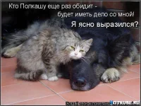полкашка.webp