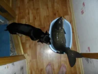 SAM_0090.webp