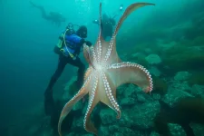octopus1.webp