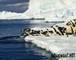 1318883019_penguins.jpg