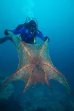 octopus2.webp