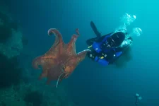 octopus3.webp