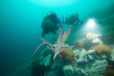 octopus5.webp
