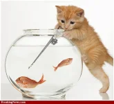 Cat-Spearfishing.webp