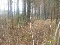 SL371856.webp