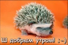 sh_dobrim_21.webp