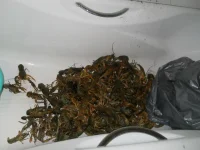 DSCN1163.webp
