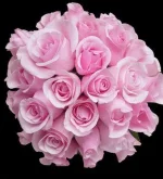 52417254_5217491_FlowerPic_10.webp